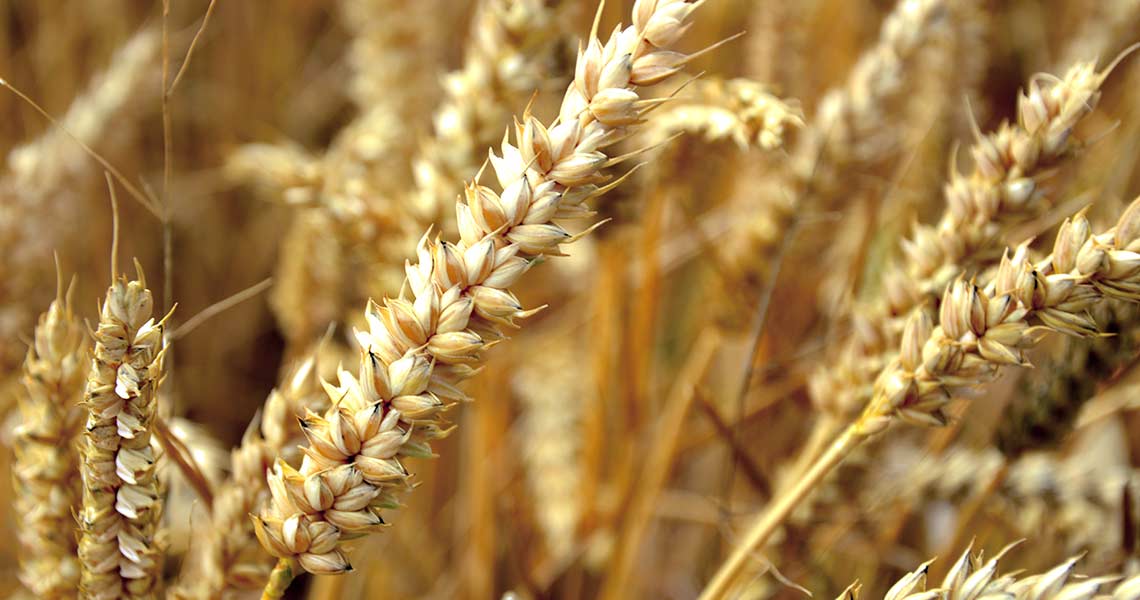 Spiga all'interno di un campo di grano